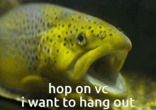 Fish Vc Vc Fish GIF