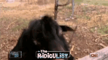 Demonic Goat GIF - Andersoncooper Goat Crazyeyes GIFs