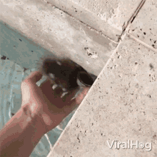 Jump Into Water Viralhog GIF - Jump Into Water Viralhog Pool GIFs