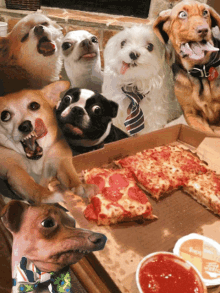 Pizza Time Cat GIF - Pizza Time Cat Pizza GIFs