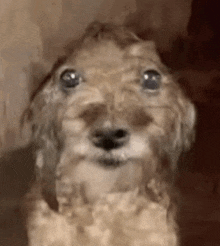 a close up of a dog 's face with big eyes .