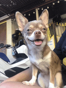 a small brown and white dog with its tongue hanging out