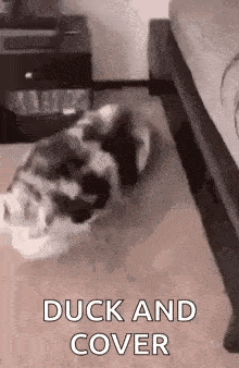 a dog is laying on its back on the floor next to a bed in a bedroom .