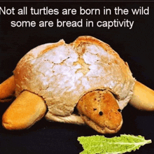 Bread In Captivity GIF - Bread In Captivity GIFs