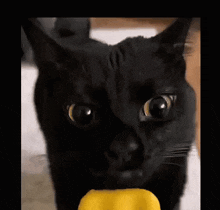 a black cat licking a yellow object with its tongue out