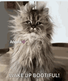 Wake Up Messy Hair GIF - Wake Up Messy Hair Funny Cat GIFs