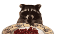 raccoon snacking eating hungry the pet collective