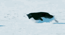 Penguin Slide GIF
