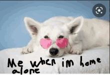Home Alone Dog GIF - Home Alone Dog Chilling GIFs