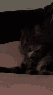 Cat Licking Itself GIF - Cat Licking Itself Pet GIFs