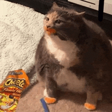 Cat Cheetos GIF - Cat Cheetos GIFs