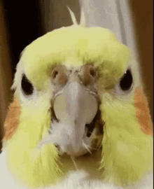 Bird Pássaro GIF - Bird Pássaro GIFs