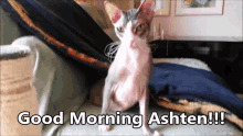 Ashten Good Morning GIF - Ashten Good Morning Cat GIFs