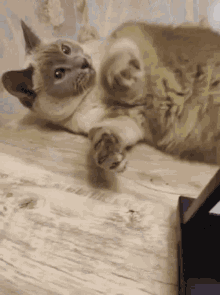 Pojope Cat GIF - Pojope Cat Amaliya GIFs