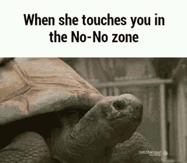 When i touching you. Шея черепахи gif. Talk to you soon Turtle. Boys when its Cold Turtle gif. The Hare and the Tortoise gif.