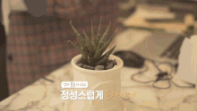 a small plant in a white pot sits on a table with foreign writing