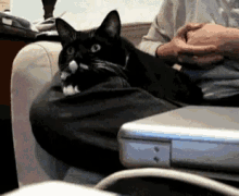 Cat Focus GIF - Cat Focus Eyes On The Screen GIFs