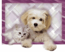 Dog Cat GIF - Dog Cat GIFs