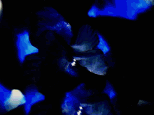 videofeedback collage video art experimental blue