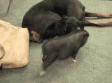 Snuggle Cuddle Time. GIF - Piglet Dog Playtime GIFs