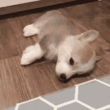 Corgi Puppy GIF - Corgi Puppy Sleepy GIFs