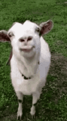 Sd Goat GIF - Sd Goat GIFs