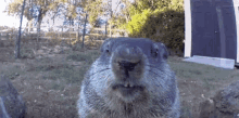Chunk The Groundhog Chunk GIF - Chunk The Groundhog Chunk Groundhog GIFs