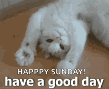 Cat Have A Good Day GIF - Cat Have A Good Day Happy Sunday GIFs
