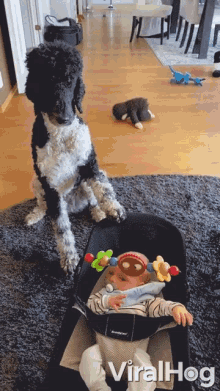 Dog Rocking Baby In Chair Rocking Chair GIF - Dog Rocking Baby In Chair Rocking Chair Dog GIFs