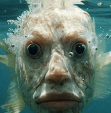 a fish with bubbles coming out of it 's eyes