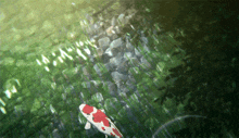 a red and white fish is swimming in a green pond