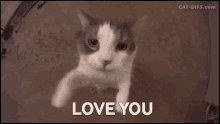 Cat Love You GIF