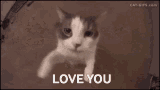 Cat Love You GIF - Cat Love You Kitten GIFs