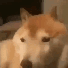 a close up of a dog 's face with a blurred background .
