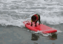 Is Dog Surfing Better Than Dog Walking GIF - Dog Surfing Surfathon GIFs
