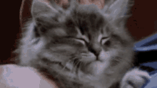 Cat Stroked GIF - Cat Stroked Head Massage GIFs