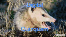 Quizquam GIF - Quizquam GIFs