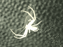 Should Spiders Fly No Fly Zone GIF