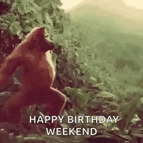 Birthday Weekend GIFs