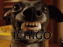 Ichigo GIF - Ichigo GIFs