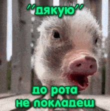 a picture of a pig with its mouth open and the words " дякую " on top of it