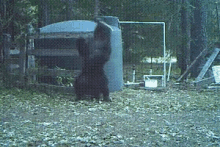 Funny Animals Bears GIF - Funny Animals Bears Ouch GIFs
