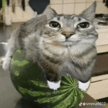 Watermelon Cat GIF - Watermelon Cat GIFs