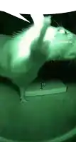 a rat is standing on a table in a dark room with a green background