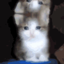 Weishenv Cat GIF - Weishenv Cat Cry GIFs