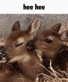 Hee Hee Deer Deer GIF - Hee Hee Deer Hee Hee Deer GIFs