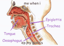Epiglottis Biology GIF - Epiglottis Biology Ep GIFs