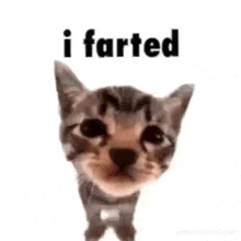Cat Meme Kitty GIF