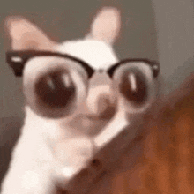 a close up of a cat wearing glasses and looking at the camera .