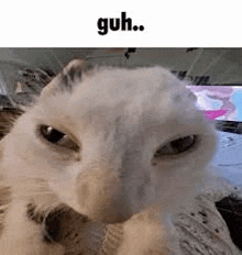 a close up of a cat 's face with a caption that says ` ` guh . ` `